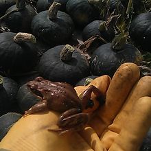 和寒町内でカボチャ収穫作業中に見つけたエゾアカガエルさん！