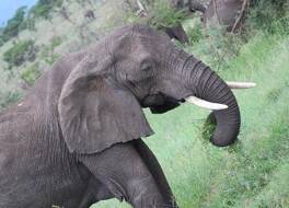 Four Seasons Safari Lodge Serengeti Tanzania - All Inclusive 写真