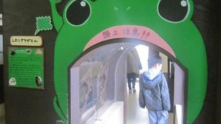 ある意味、綺麗事で片づけない旭山動物園らしい清々しさが感じられます（カエルマニア的には辛いけど…）