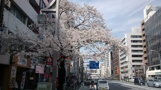 晴れの日は、この道を歩いて上野、かっぱ橋、浅草を散策するのをおすすめ