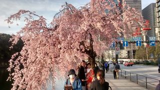 枝垂れ桜が何本か満開！