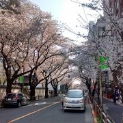 寺院の南側の境南通りには、たくさんのソメイヨシノが植えられていて、満開時は最高