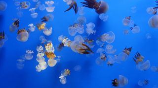 クラゲの水族館