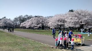 ソメイヨシノが植えられていて、満開時はたいへんきれい