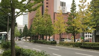 10月末、イチョウはまだ緑