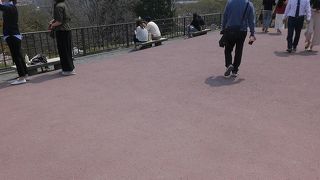 天守台の下には密集した桜