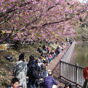 三浦半島の河津桜の名所