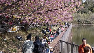 三浦半島の河津桜の名所