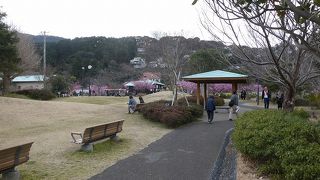 河津桜観光の中心地