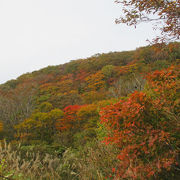 白雲台辺りは紅葉真っ盛りでした。