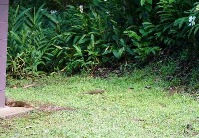 プアア カア州立公園