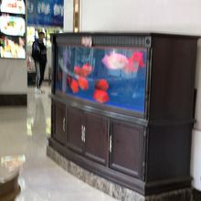 入り口に何故か大きな金魚