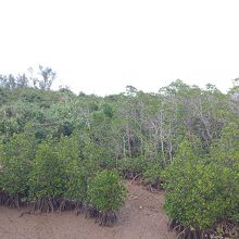 下にはカニがいっぱいいました