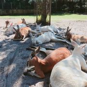 カンガルーまみれになれる場所！