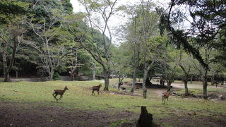 人より鹿の方が多い