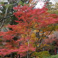 広島の紅葉の名所