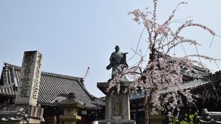 枝垂れ桜
