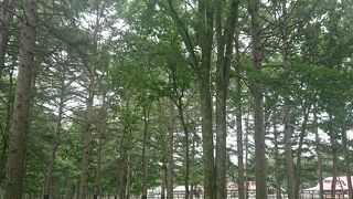 馬を近くに感じられる公園