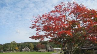 10月中旬に訪れると園内の木が紅葉していてきれい