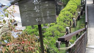 龍の頬髯のように横に長い松