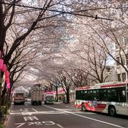 満開の時には、空がピンクになるくらいの美しさ