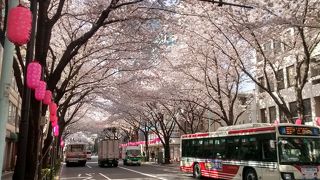 満開の時には、空がピンクになるくらいの美しさ