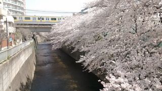 東中野駅付近で、神田川と交差しているので、満開のソメイヨシノを背景に眺められます。