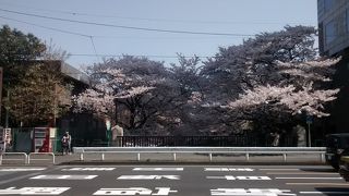 ソメイヨシノが満開の時は、小滝橋がかかる神田川沿いの散策を、絶対おすすめ