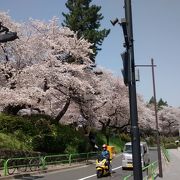 ソメイヨシノが満開の時は、特におすすめ