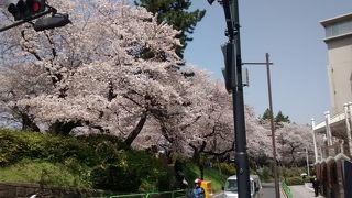 ソメイヨシノが満開の時は、特におすすめ