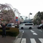 乾門周辺は、たくさんの桜の花が開花してすごくきれいで、大感動