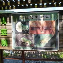 馬太鞍湿地生態園区の風景 アオガエルを飼育