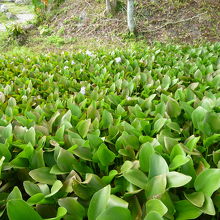 馬太鞍湿地生態園区の風景 布袋草