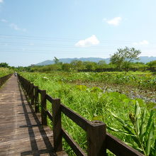 馬太鞍湿地生態園区