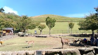 修学旅行生がたくさん