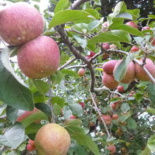 一本のリンゴの木から、47種類のリンゴの木の前にて