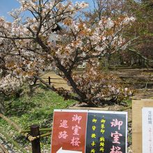 由緒のある桜