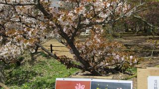 八重桜が見事。
