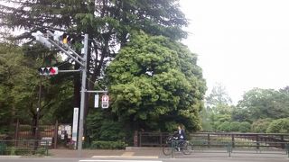 中野区内でも大きな公園