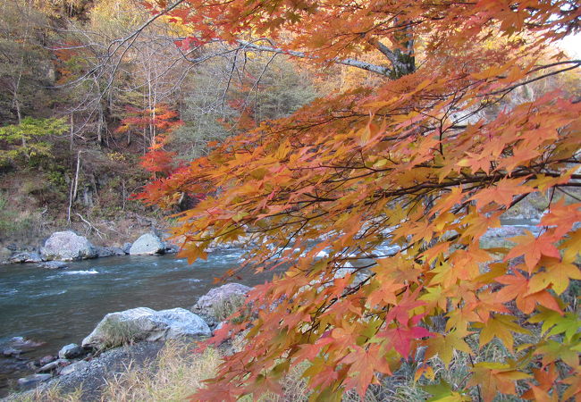 紅葉は10月20日辺りまで