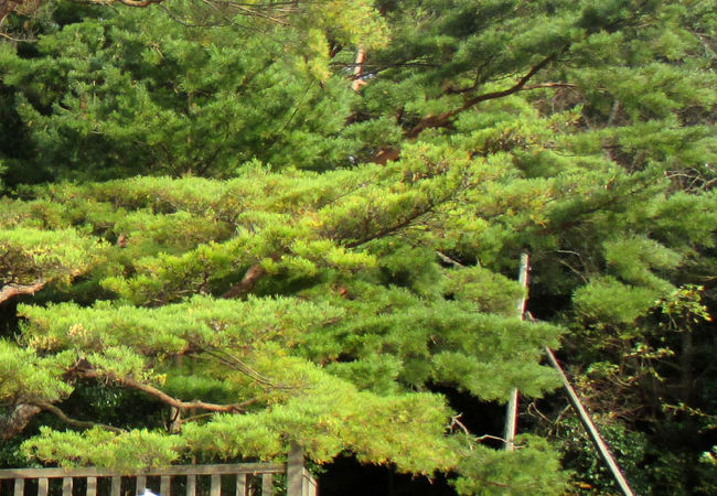 父親の後鳥羽上皇の火葬塚を思い出しました。