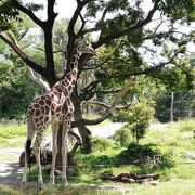 都会の動物園