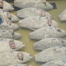 マグロが並んでいます