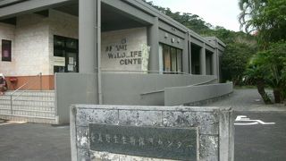 アマミノクロウサギの剥製は触ることもできました