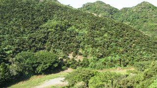 南国らしい雰囲気を感じる