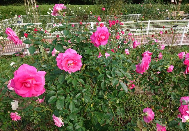 横浜市こども植物園 クチコミ アクセス 営業時間 東神奈川 保土ヶ谷 弘明寺 フォートラベル