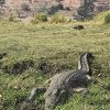 大満足！本場アフリカでのサファリ満喫。