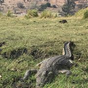 大満足！本場アフリカでのサファリ満喫。