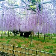 玉敷神社の藤まつり