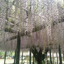 玉敷神社の大藤
